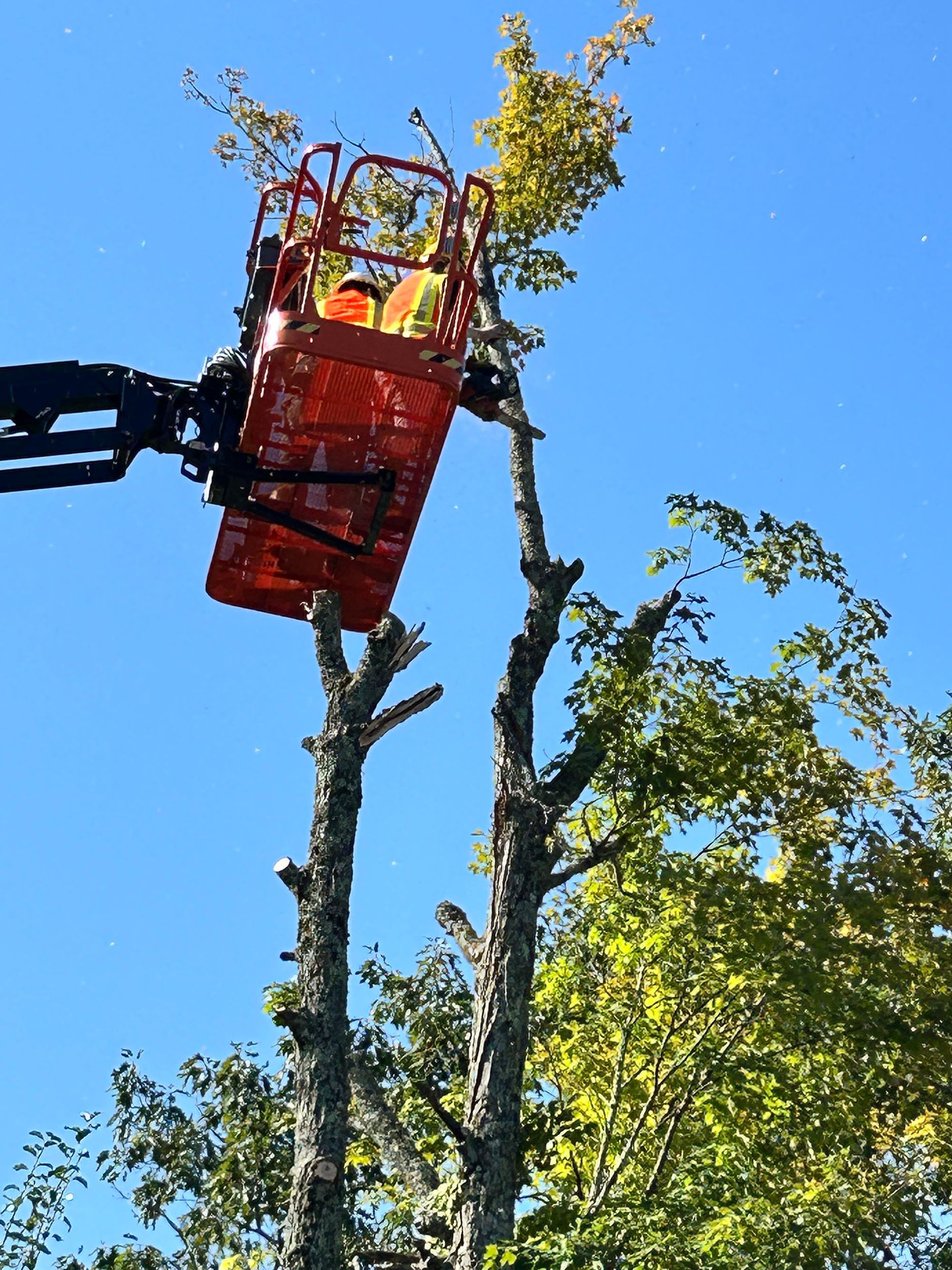 A tree worker in an orange lift basket is trimming a tall tree against a blue sky.