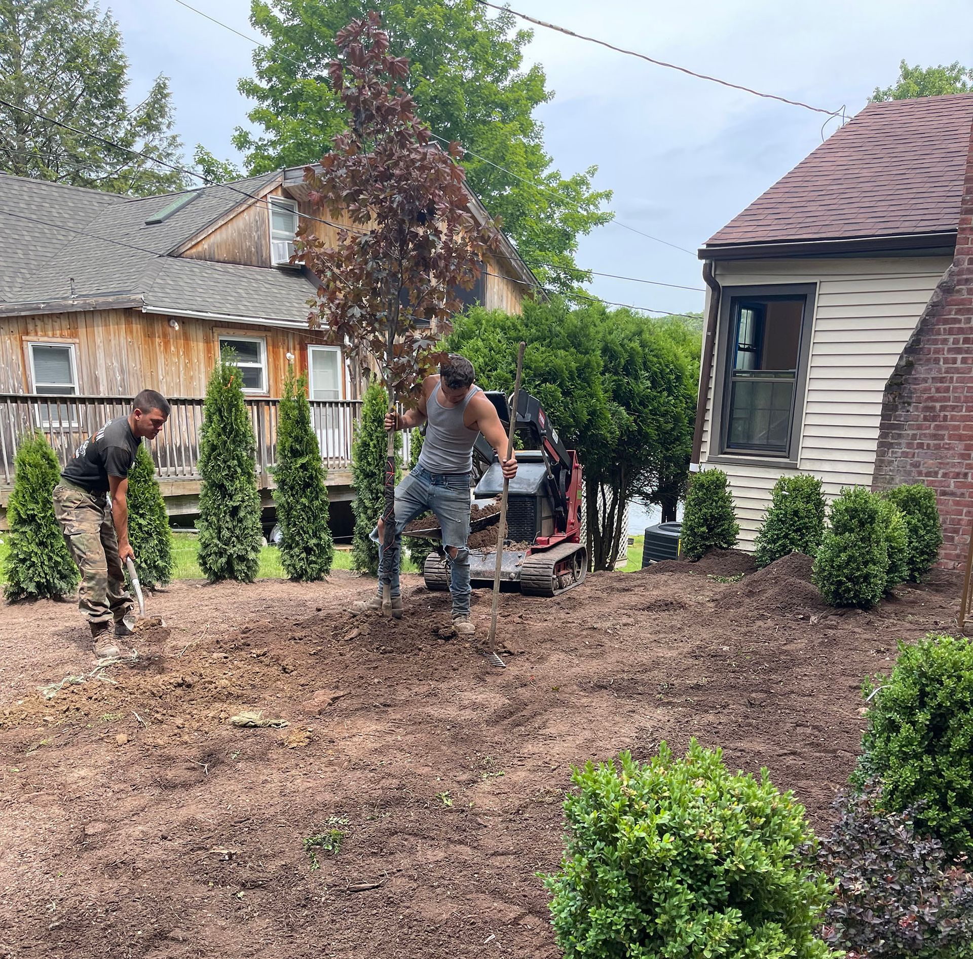 Two people planting trees in a yard, near houses, cloudy day.