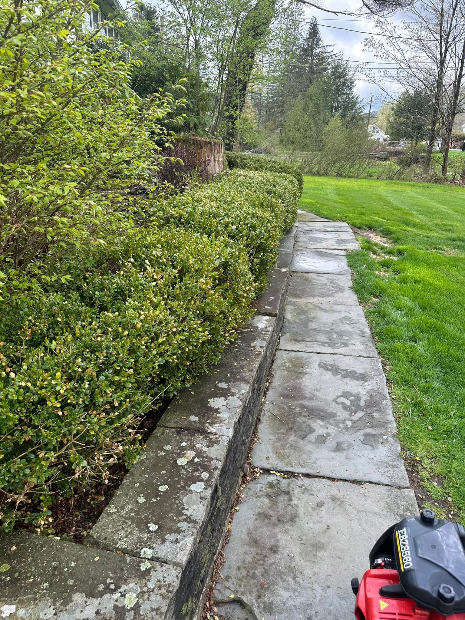 Stone pathway beside a trimmed green hedge, leading into a yard with grass and trees.