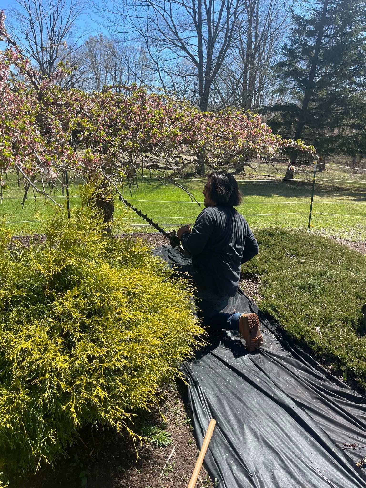 Person pruning a green bush, kneeling on black fabric in a sunny garden with blooming trees.