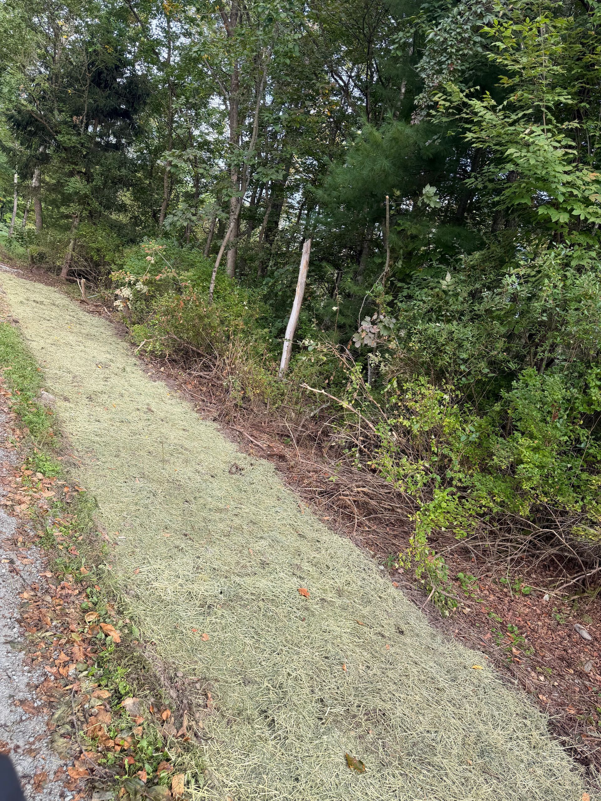 Gravel path beside dense green trees and bushes, with a white post along the edge