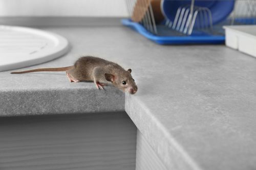 Gopher & Pest Solutions