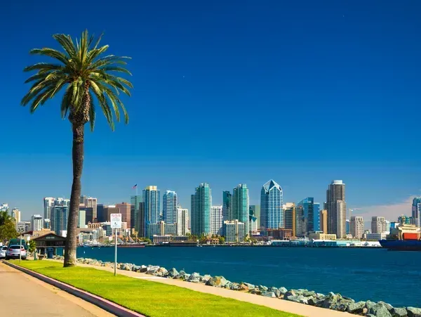 Waterfront city skyline with a tall palm tree, blue bay, and bright sunny sky