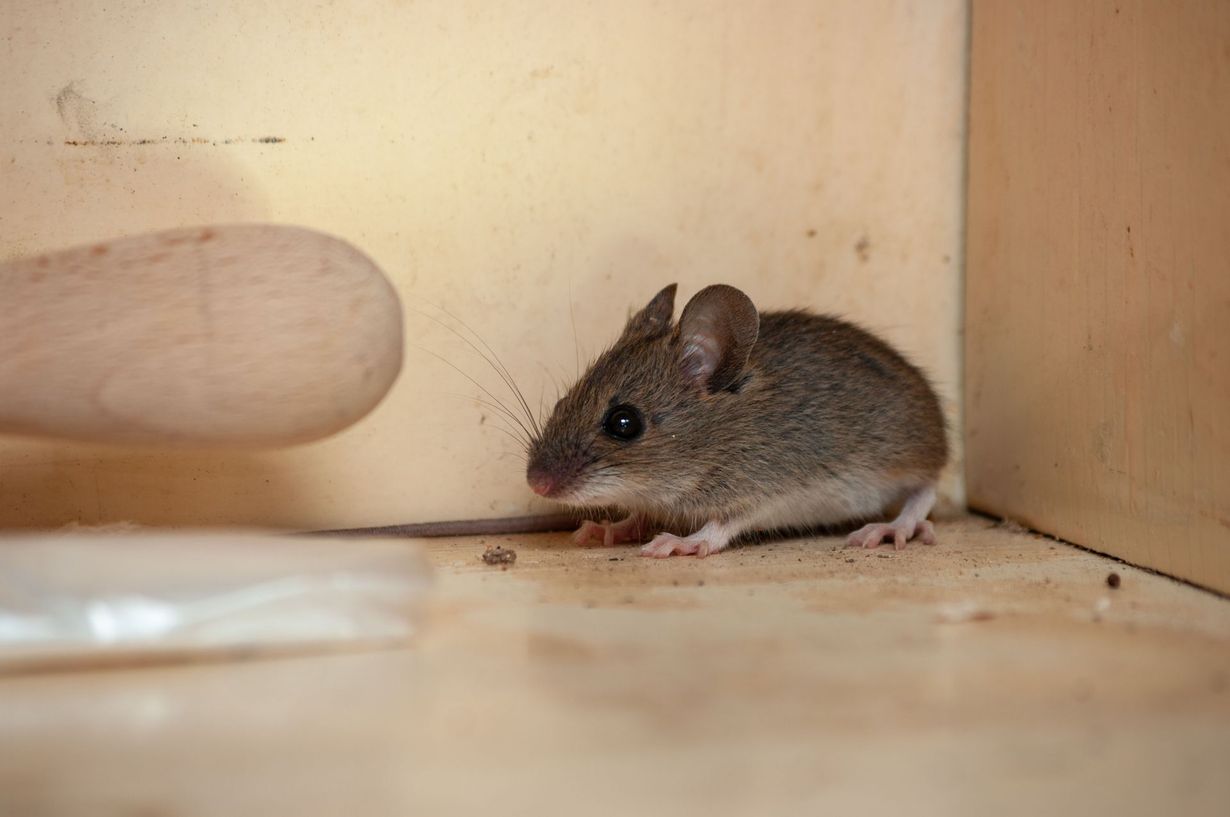Small brown mouse sitting on a wooden shelf beside a white object.
