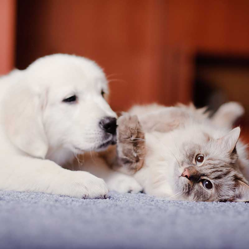 Cat and dog playing