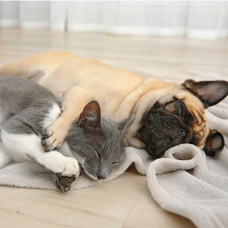 Cat and dog napping