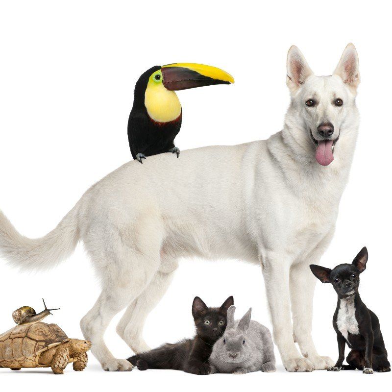 White German Shephard dog with turtle, snail, rabbit, kitten, bird, small dog