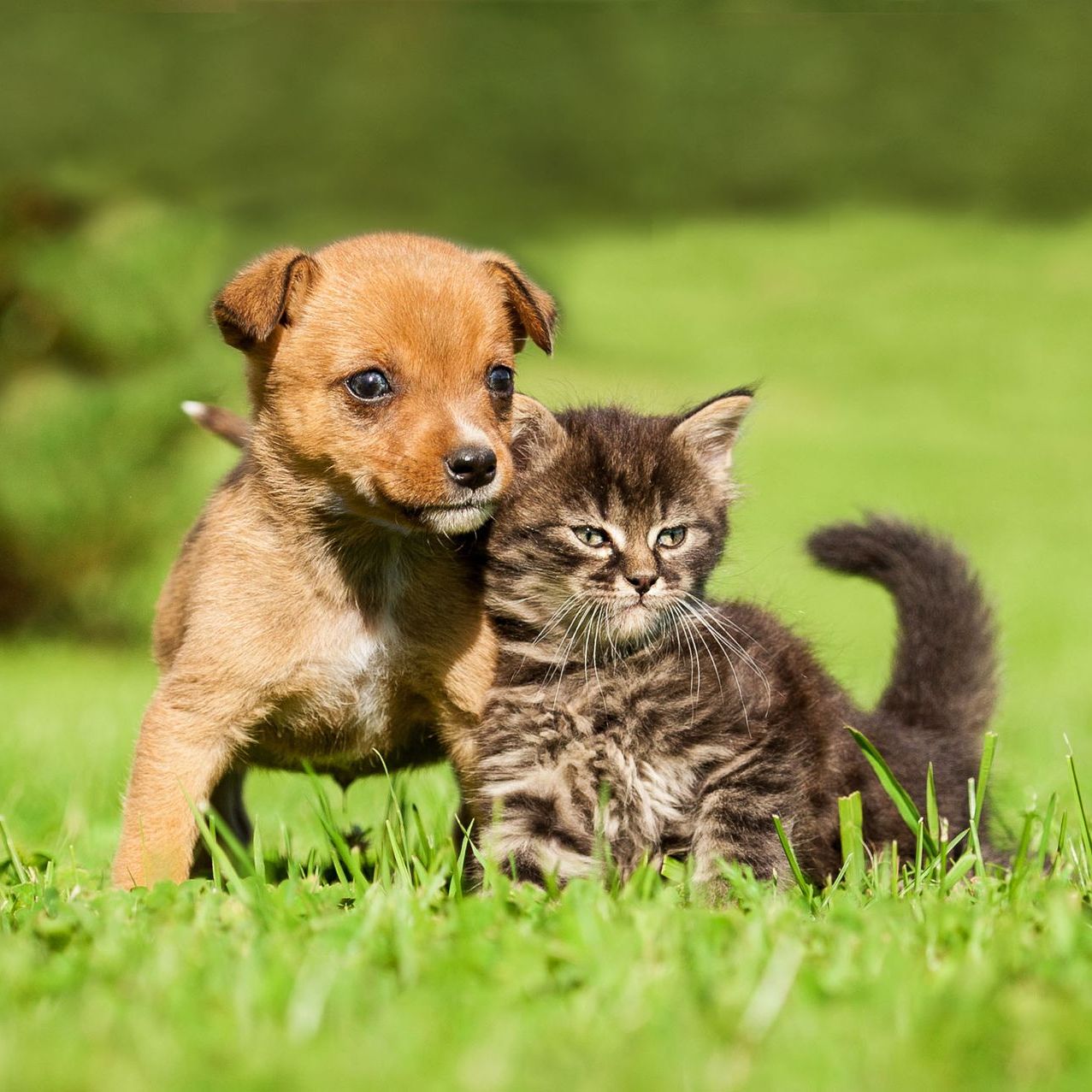 Puppy with kitten in grass