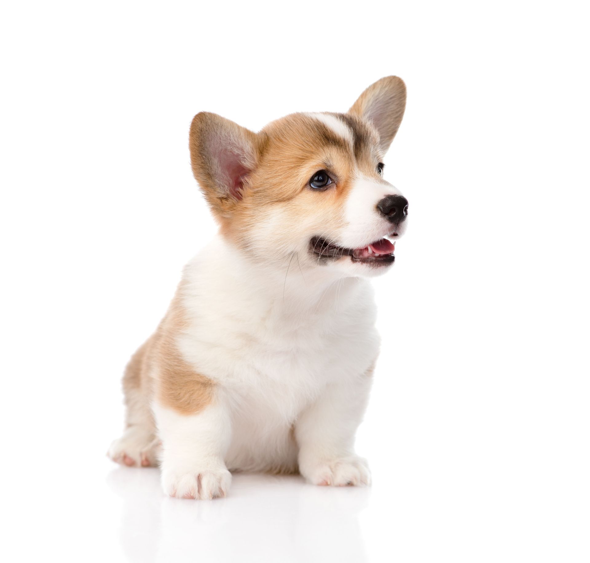a brown and white corgi puppy is sitting on a white surface and looking up .