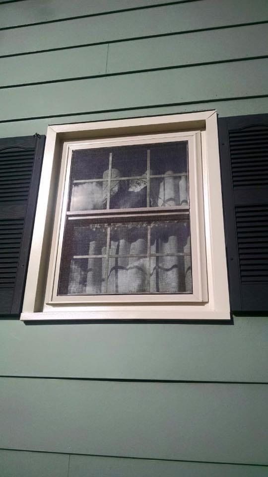 Window with green sidings