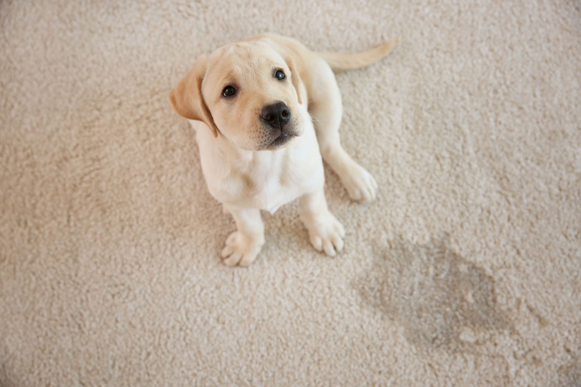 Yellow lab puppy sits on light-colored carpet next to a wet spot, looking up.