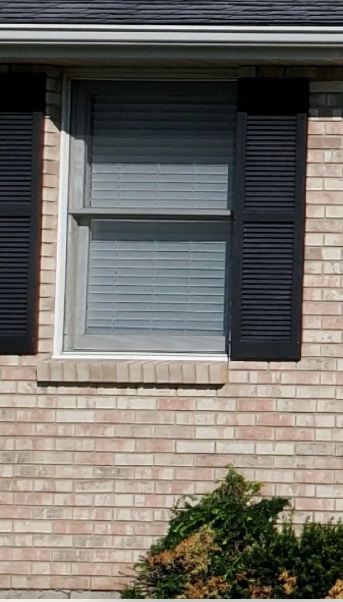Window with black shutters on a brick building with a small bush at the base.