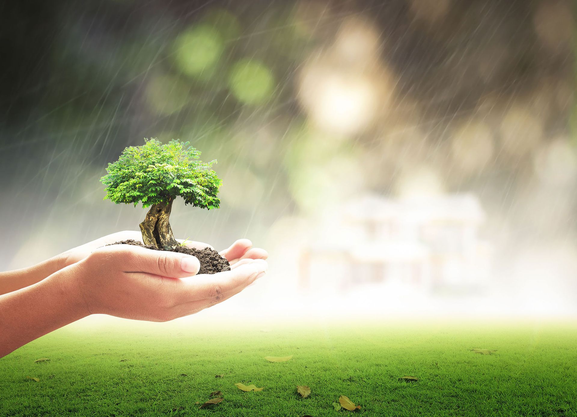 A person is holding a small tree in their hands.