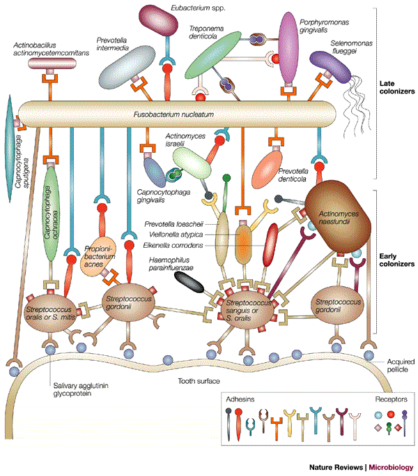 Diagram of bacteria colonizing a tooth surface, illustrating adhesion with various colored molecules.