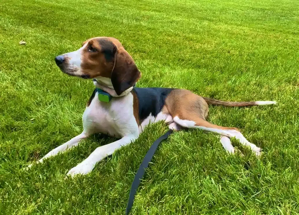 Tricolor hound dog relaxing on green grass, wearing a collar and leash.