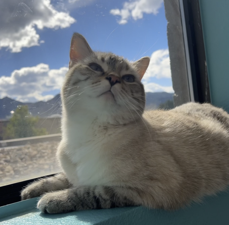 Cat with blue eyes gazing upward by a window with a mountain view and a blue sky with clouds.