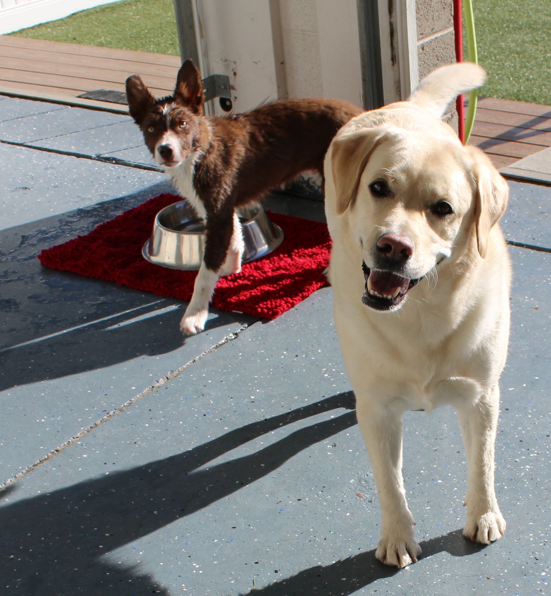 Two dogs on a patio: a brown and white Border Collie by a food bowl and a yellow Lab smiling.