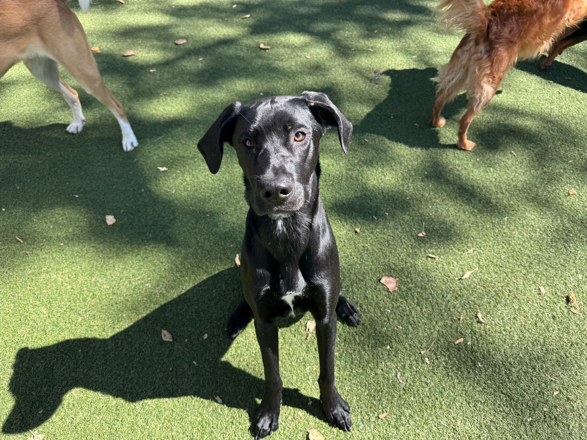 Black dog sitting on green turf, looking at camera. Other dogs partially visible in background.