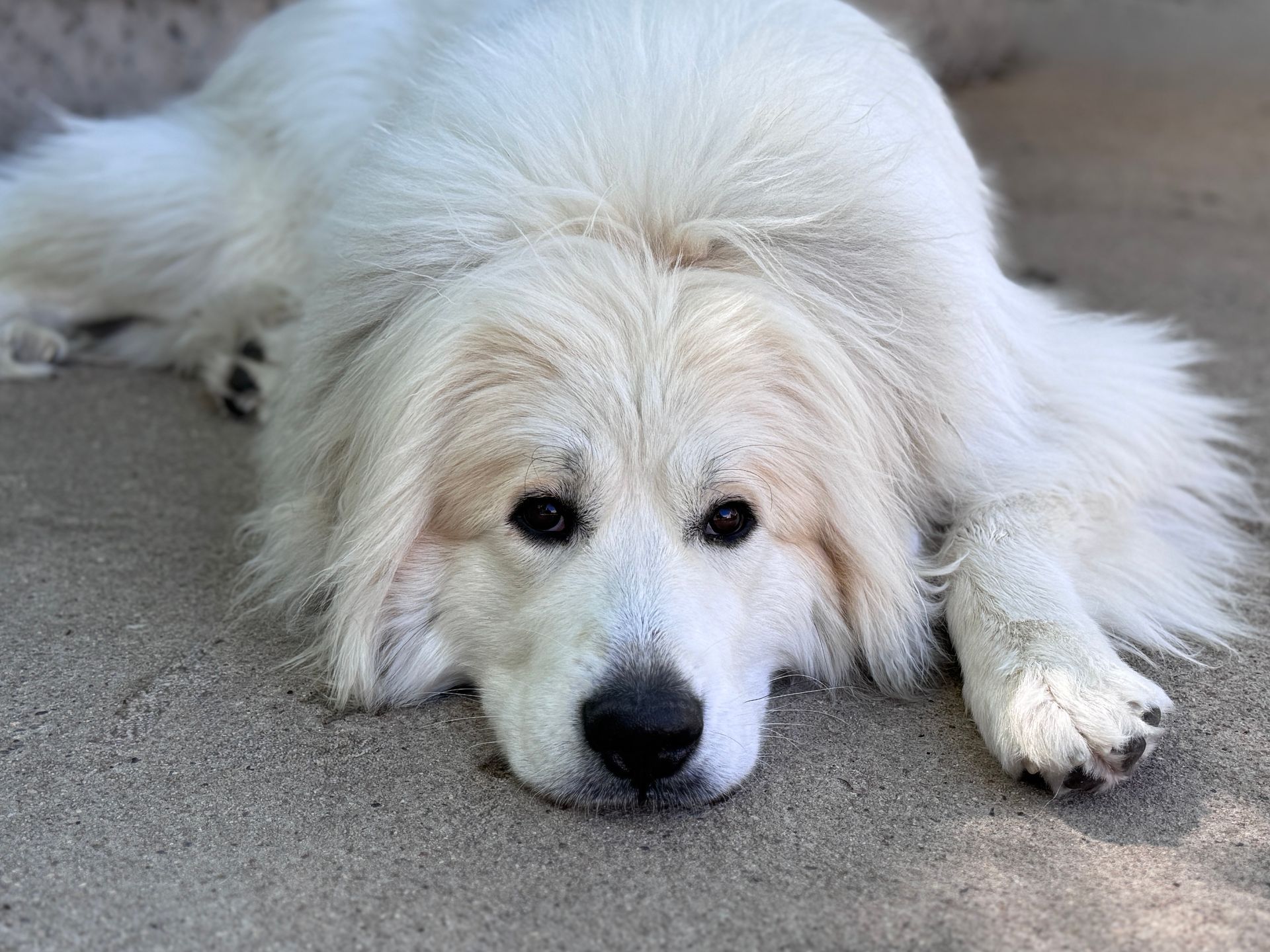 White dog with fluffy fur lying on the ground, looking at the viewer.