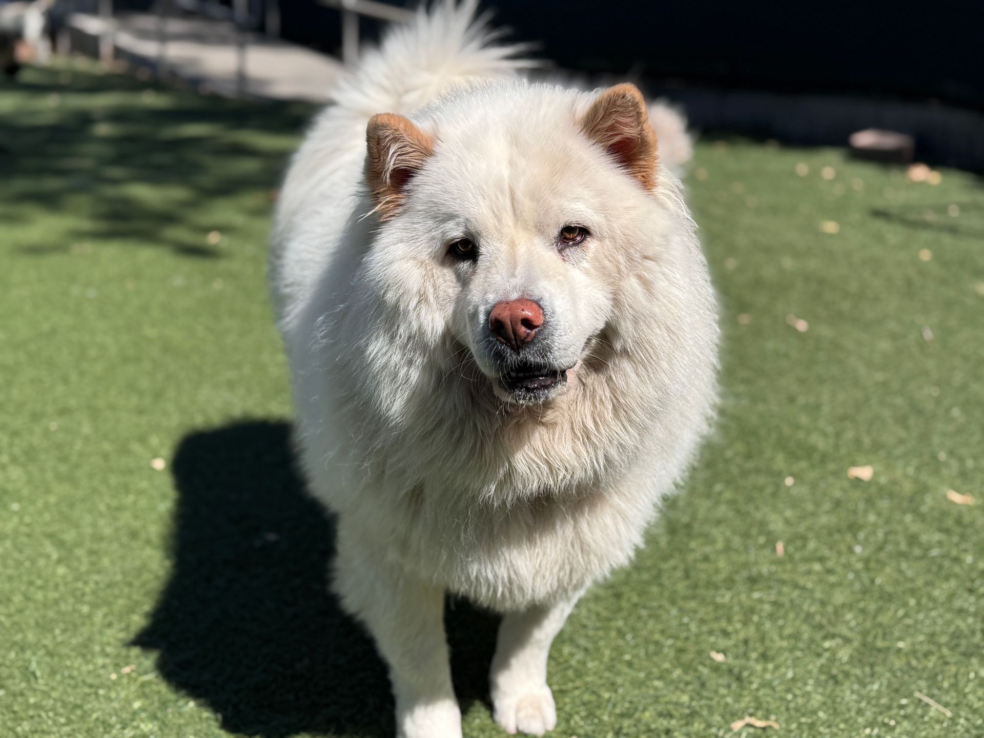 Fluffy white Chow Chow dog with a pink nose, standing on green turf.