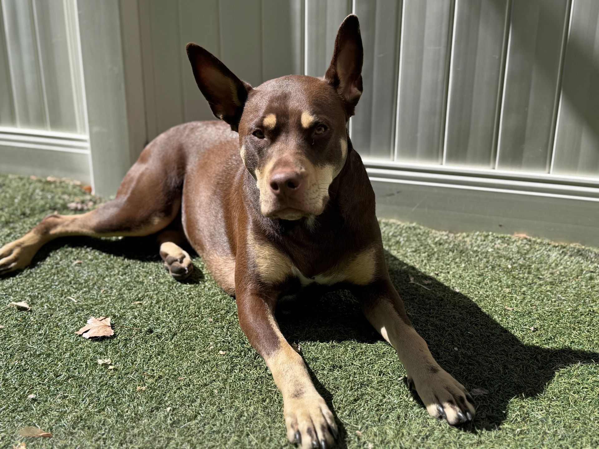 Brown and tan dog lounging on green turf, sunlit, looking at the camera.