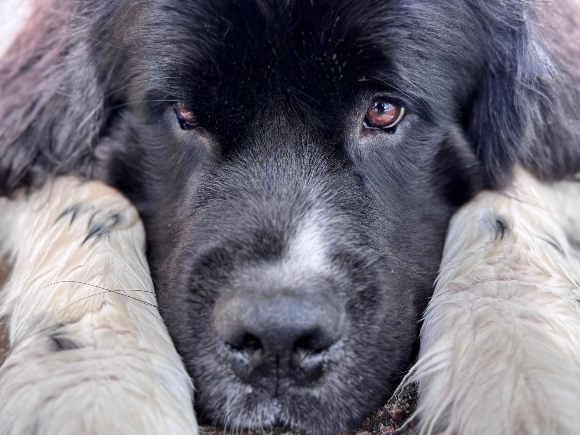 Black and white Newfoundland dog resting head on paws, gazing forward with a gentle expression.