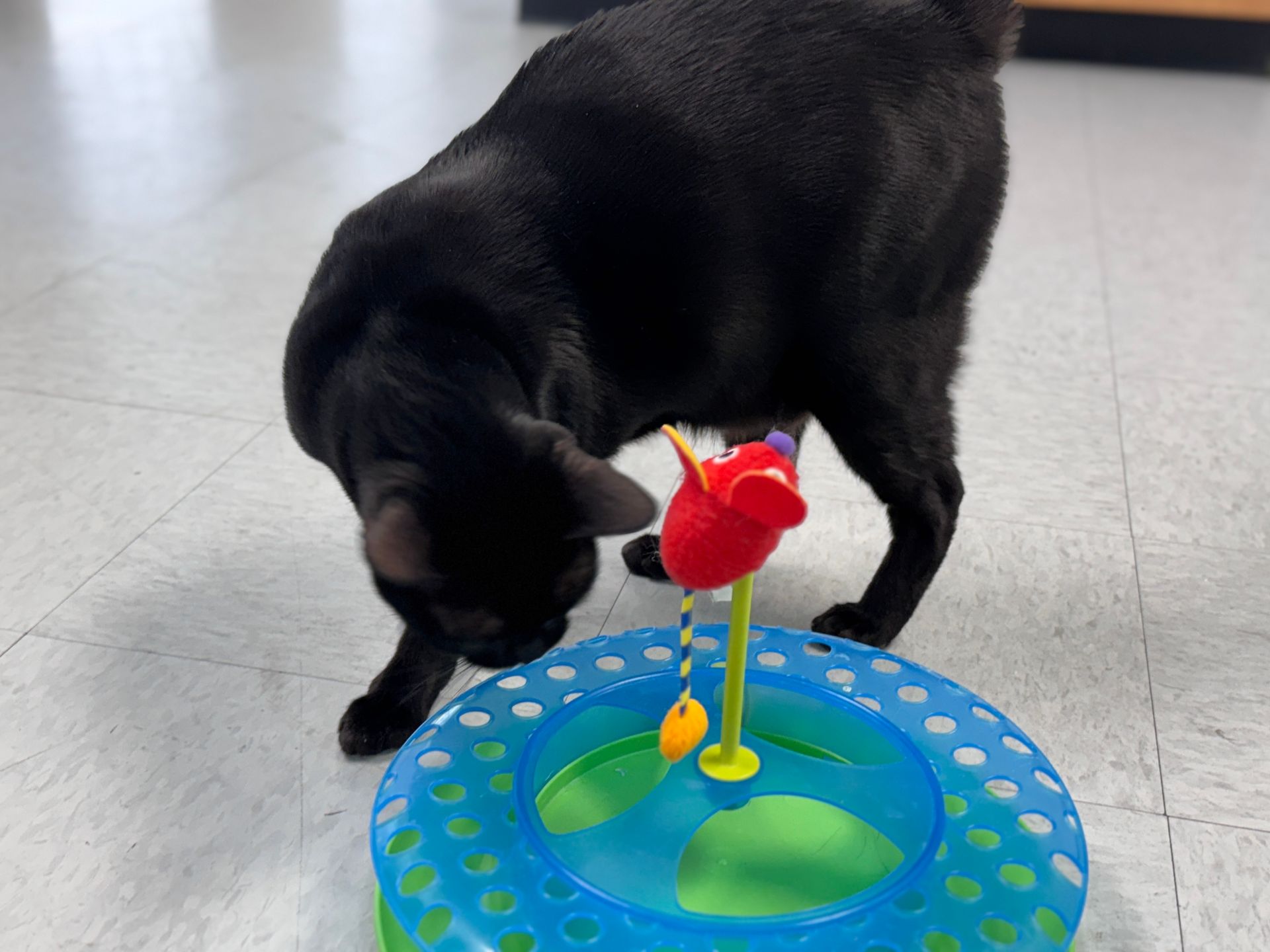 Black cat playing with a red and yellow flower toy in a blue and green circular base.