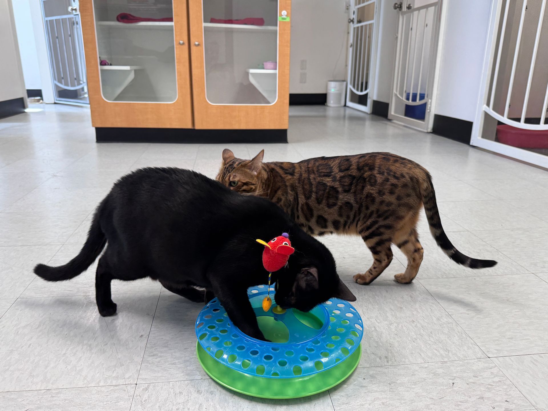Two cats play with a blue and green toy. One is black, the other a spotted brown. Inside a room.