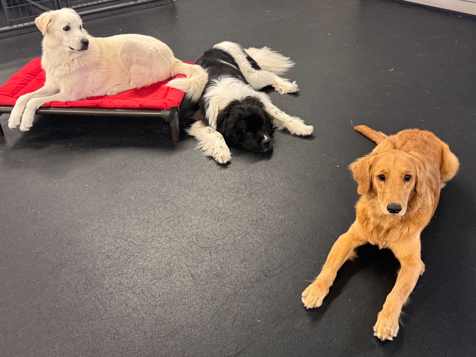 Three dogs relaxing on a black floor. One golden retriever lies on the floor, two others rest on a red dog bed.