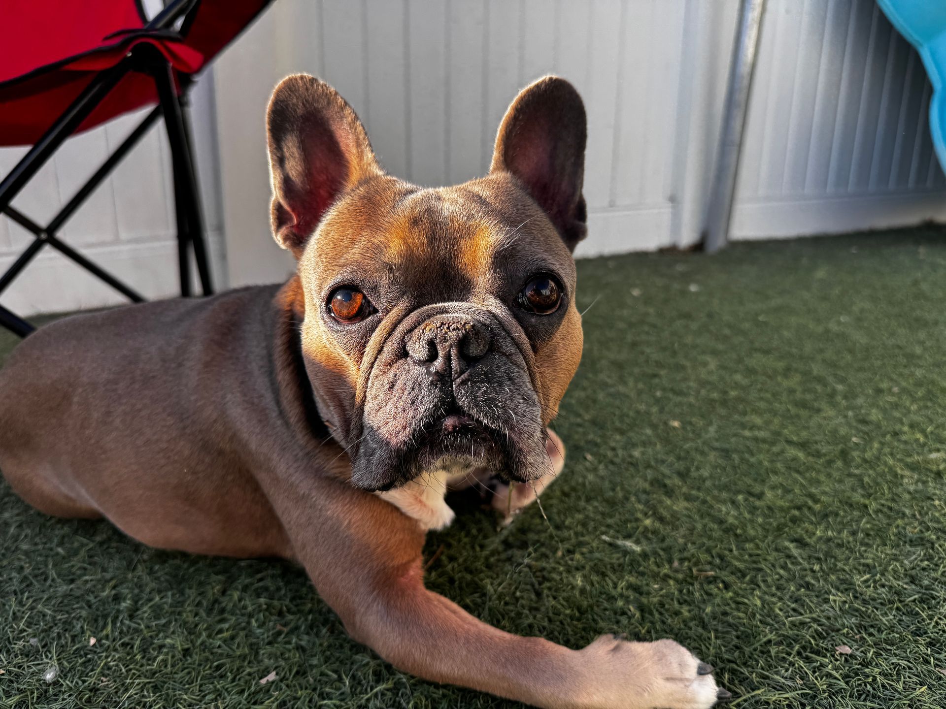French bulldog, brown coat, resting on green turf, looking at camera.