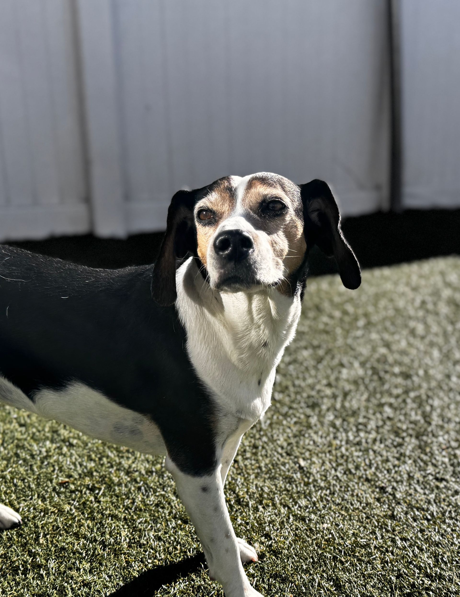 Black, white, and brown dog standing on artificial grass, looking toward the camera.