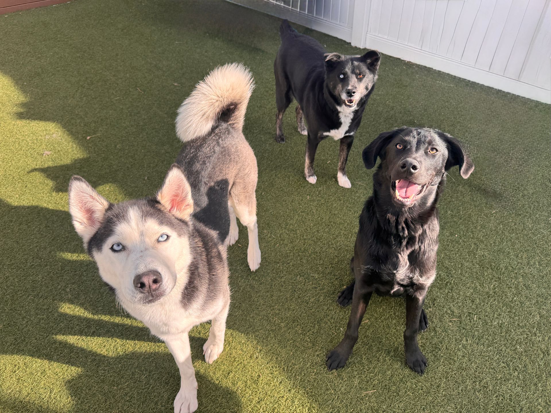 Four dogs on green turf. One is a husky, others are black and white, one with tongue out. White fence in the background.