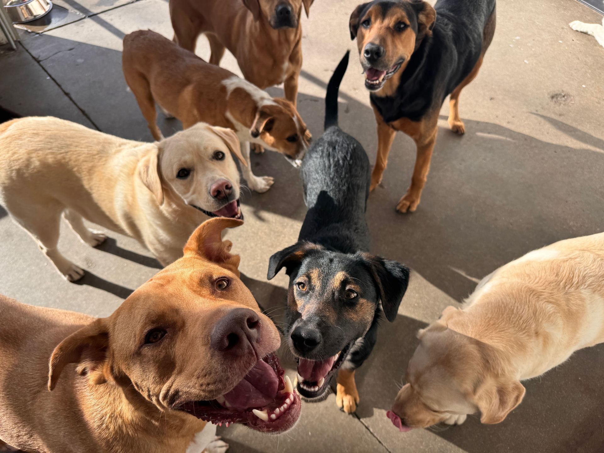 Group of dogs looking at the camera, various colors, some smiling, outside in the sun.