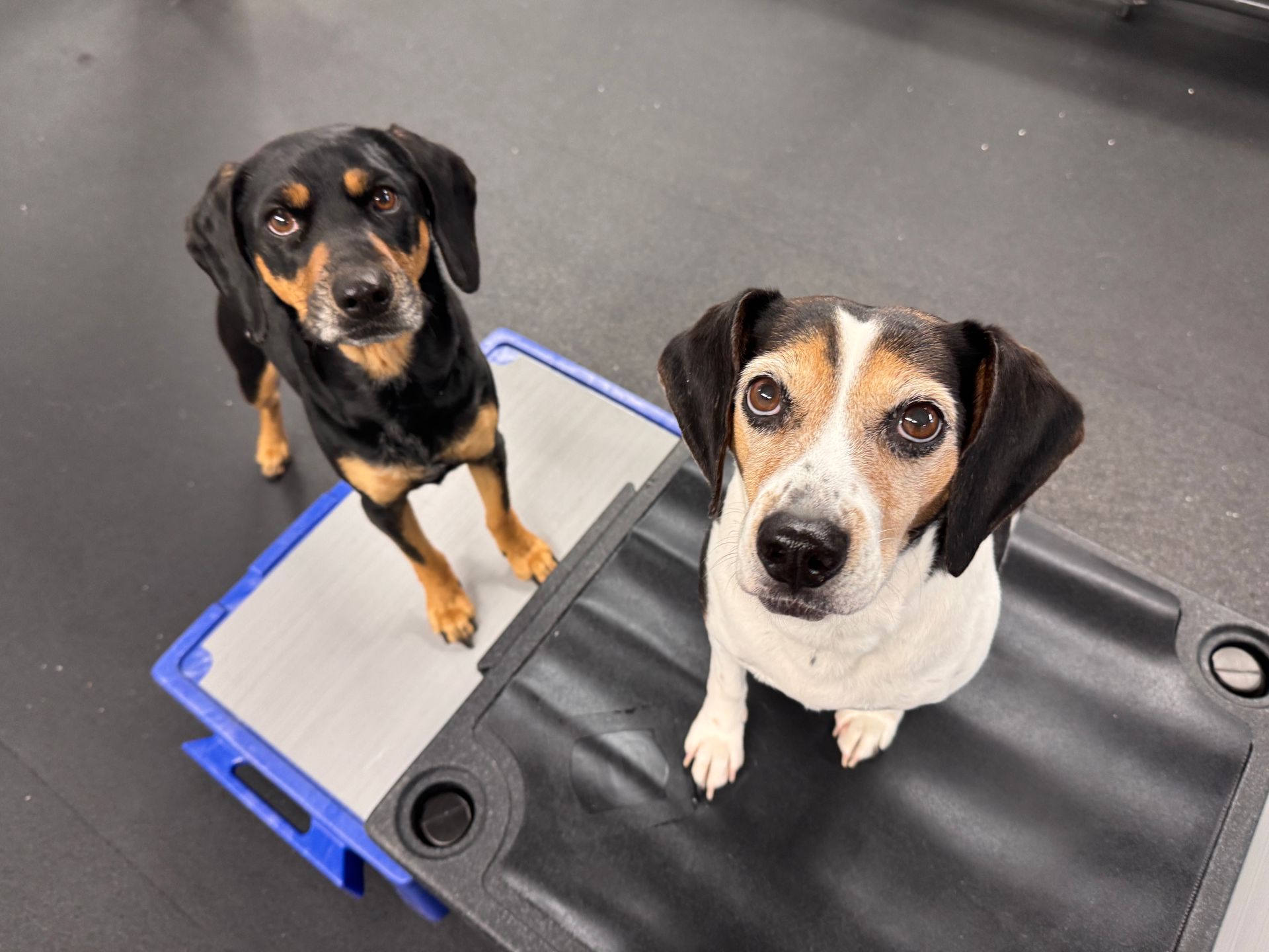 Two dogs looking up, one black and brown, one white and brown, on raised beds.