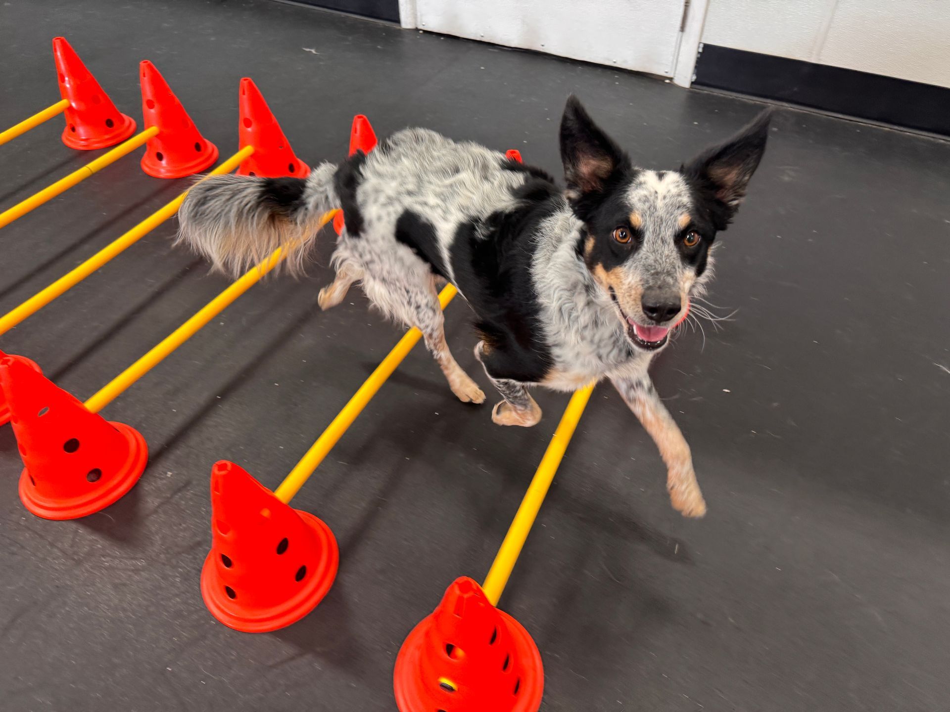 Dog running through agility cones, smiling.