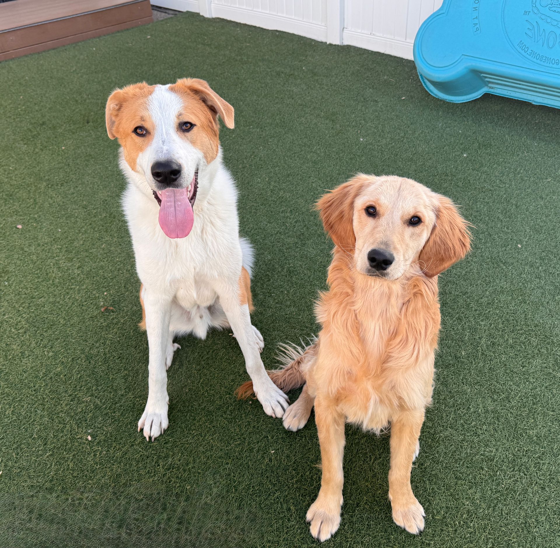 Two dogs sit side-by-side on green turf. One is white and brown, the other golden.