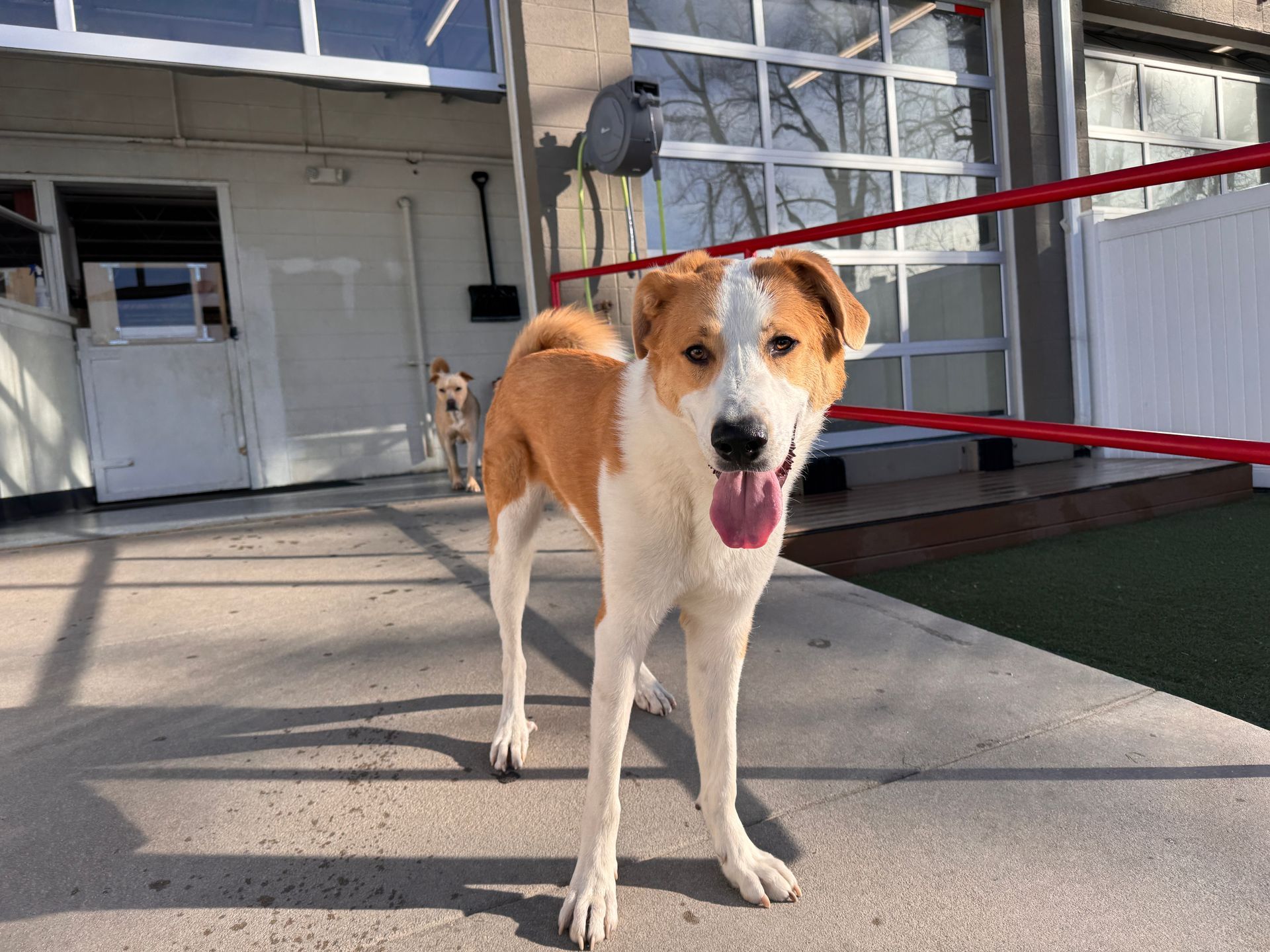 Dog with white and tan fur stands on a patio with another dog in the background.