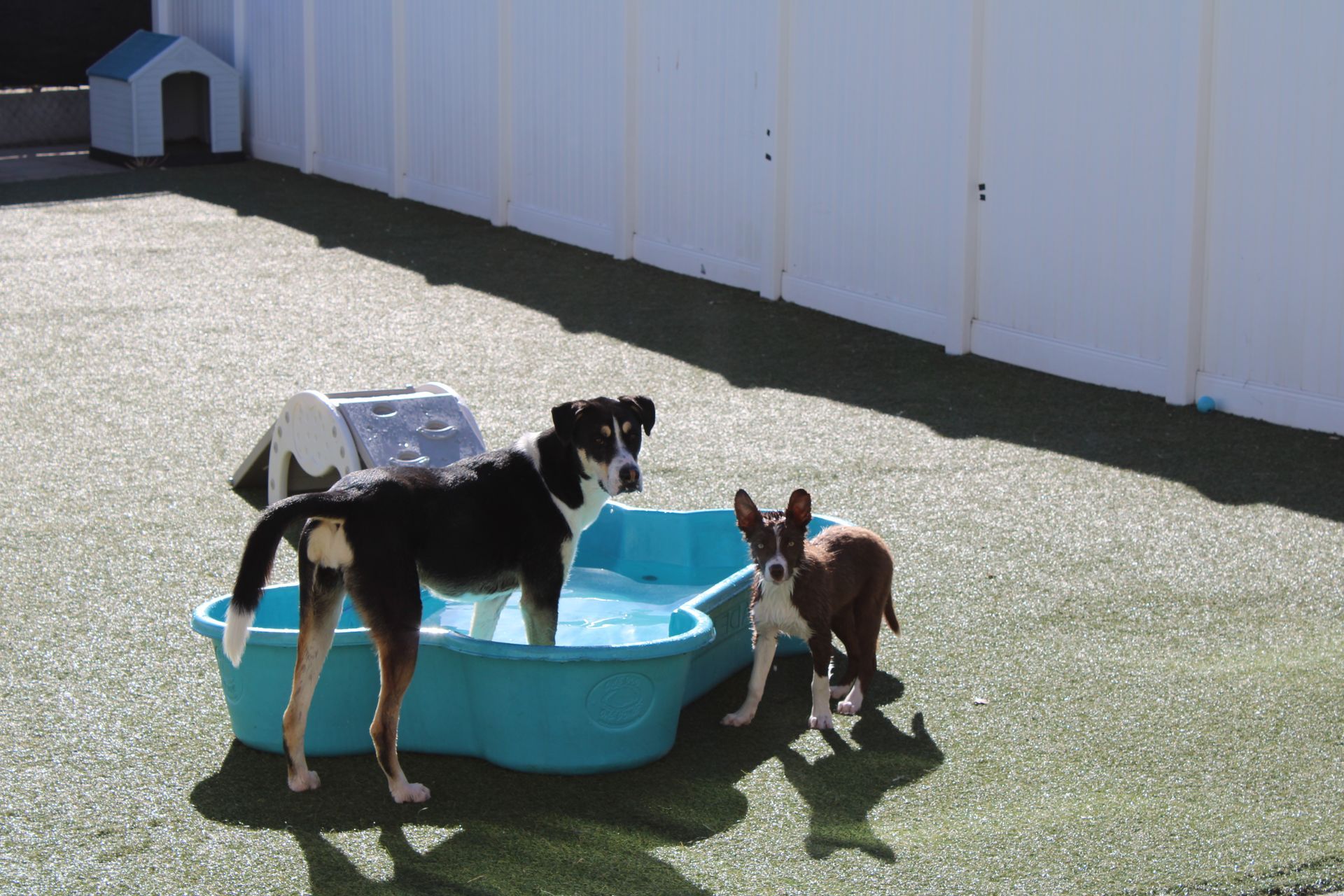 Two dogs in a turquoise pool on a green surface near a white fence, sunny outdoors. One dog stands in the water.
