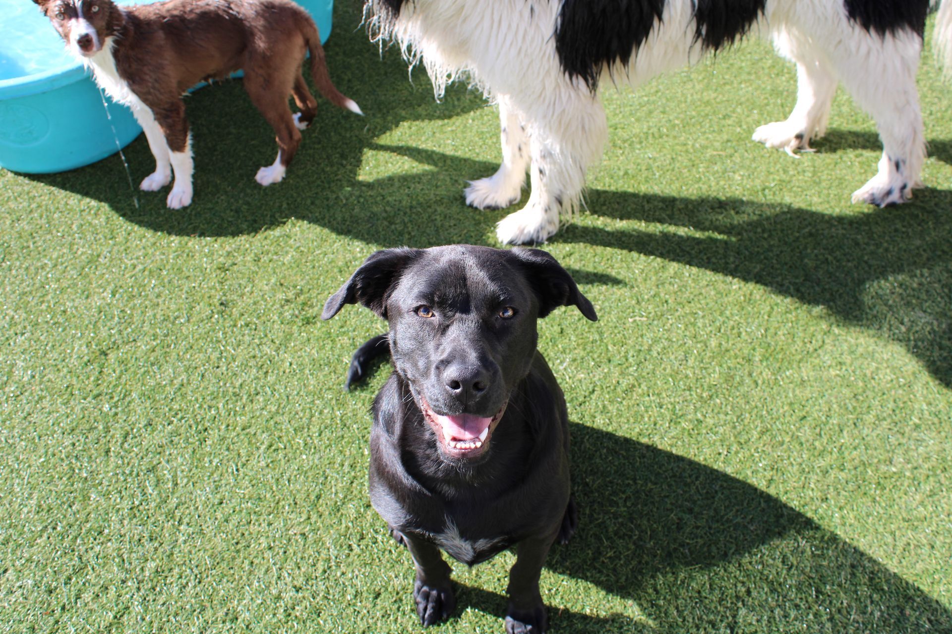 Black dog sitting on green turf, smiling. Two other dogs in background, one brown and one black/white.