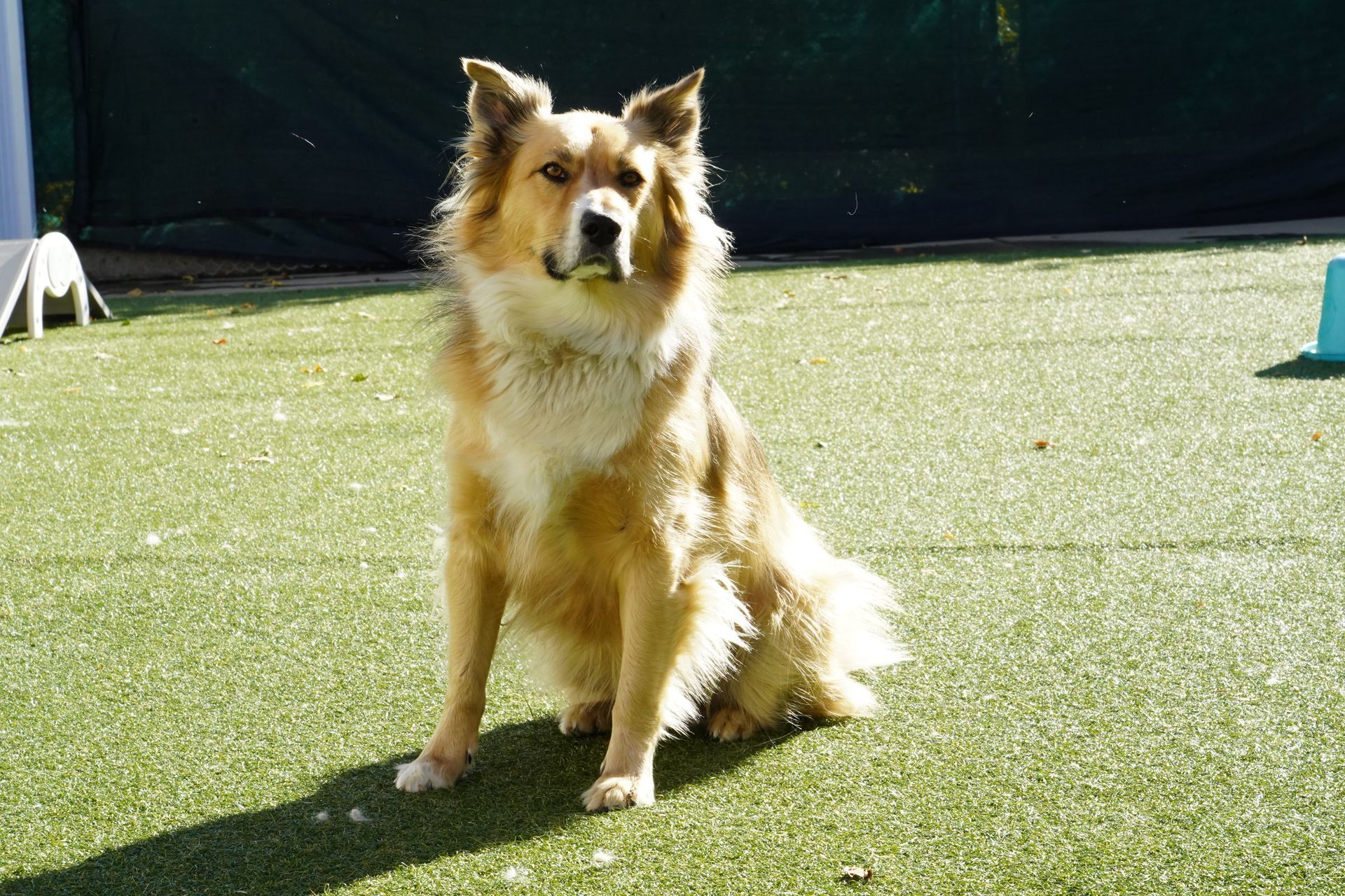 Golden-brown dog sitting on green turf, alert expression. Outdoors with sunlight.