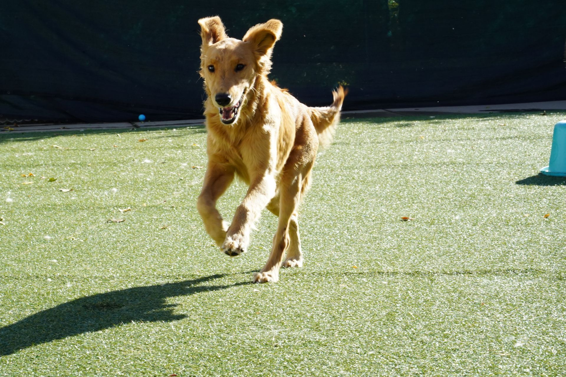 Golden-haired dog running on green turf, mouth open, ears perked. Sunny outdoor setting.