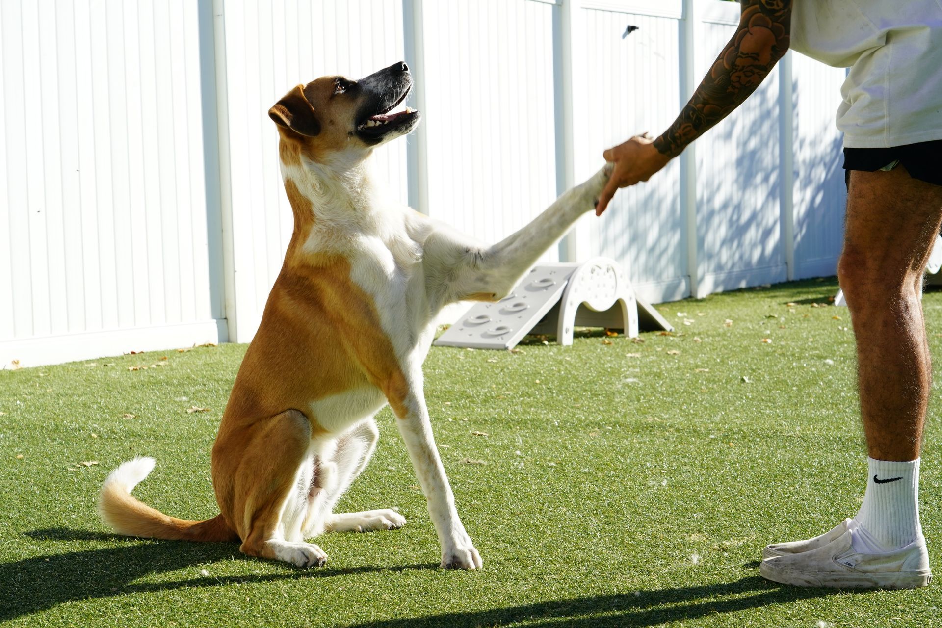 Dog sitting, giving a high-five to a person. Brown and white dog, outdoors on green turf.