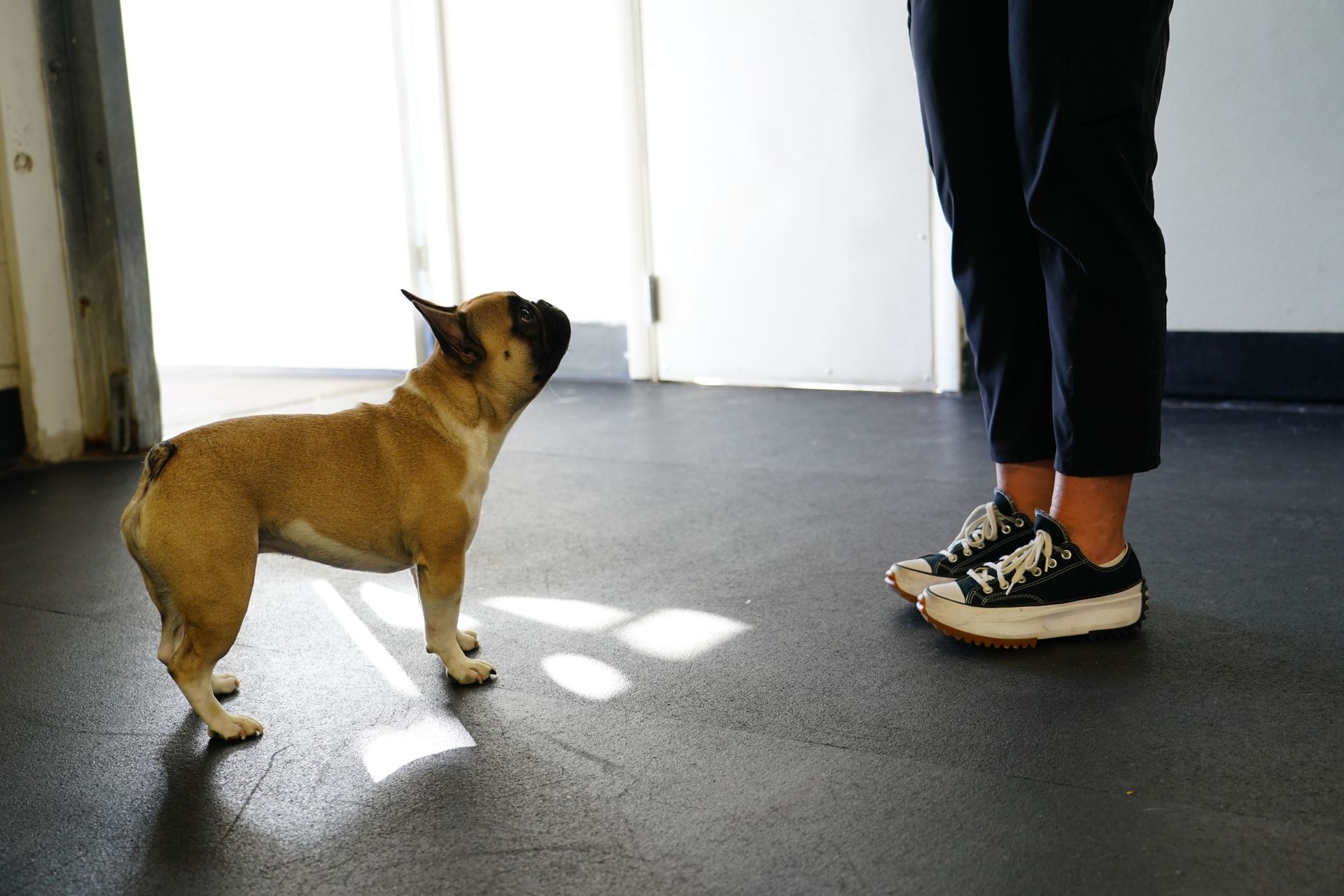 Tan French bulldog looking up at person's legs and feet in sneakers.