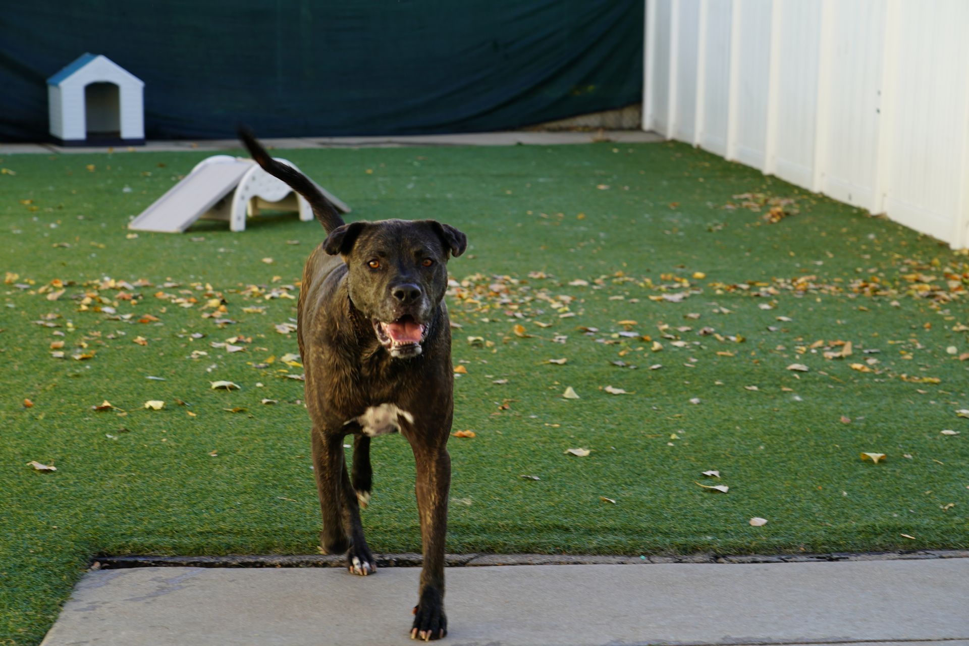 Dog with dark brindle fur walking on artificial grass toward the camera, mouth open, outdoors.