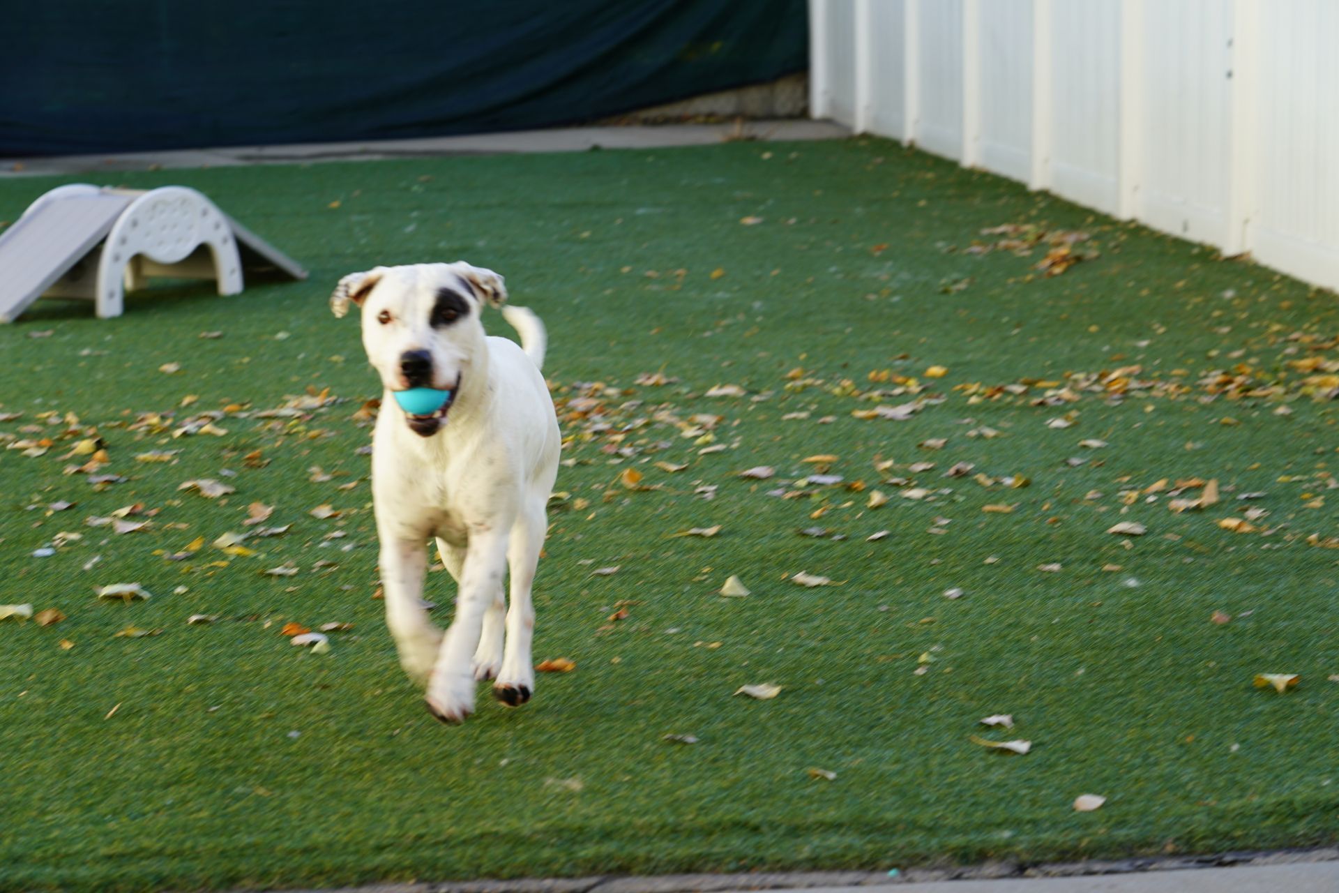 White dog with a black eye patch running toward the camera, holding a blue ball in its mouth, on green turf.