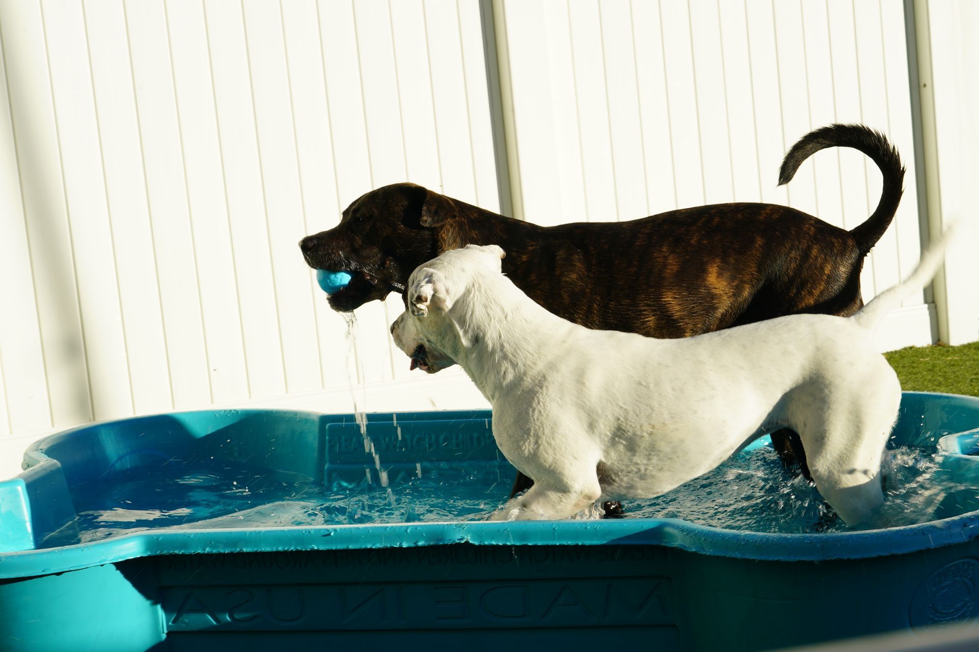 Two dogs playing in a blue plastic pool; one holds a blue ball, and the other splashes in the water.