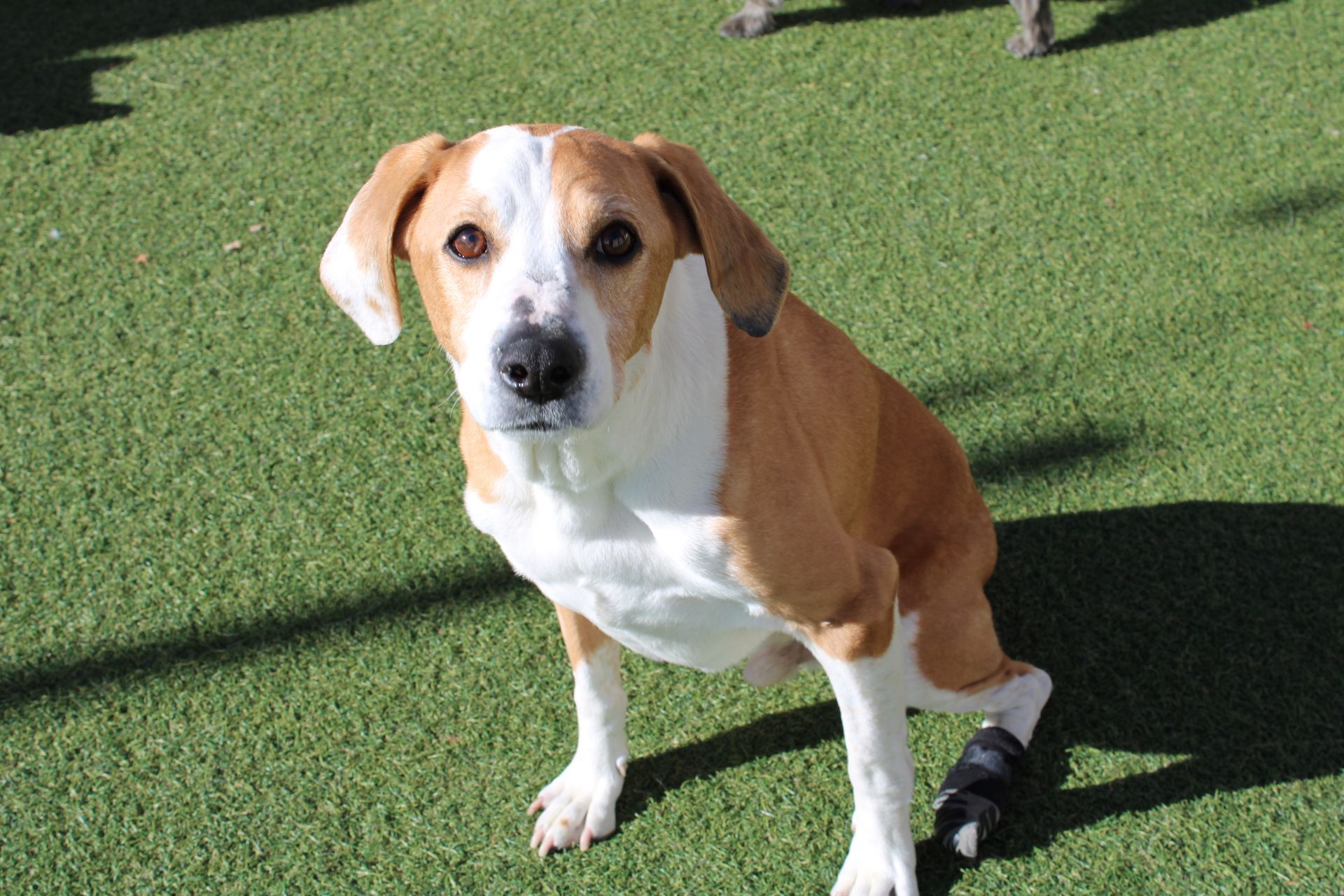 Dog with brown and white fur sits on green turf, wearing a leg brace.