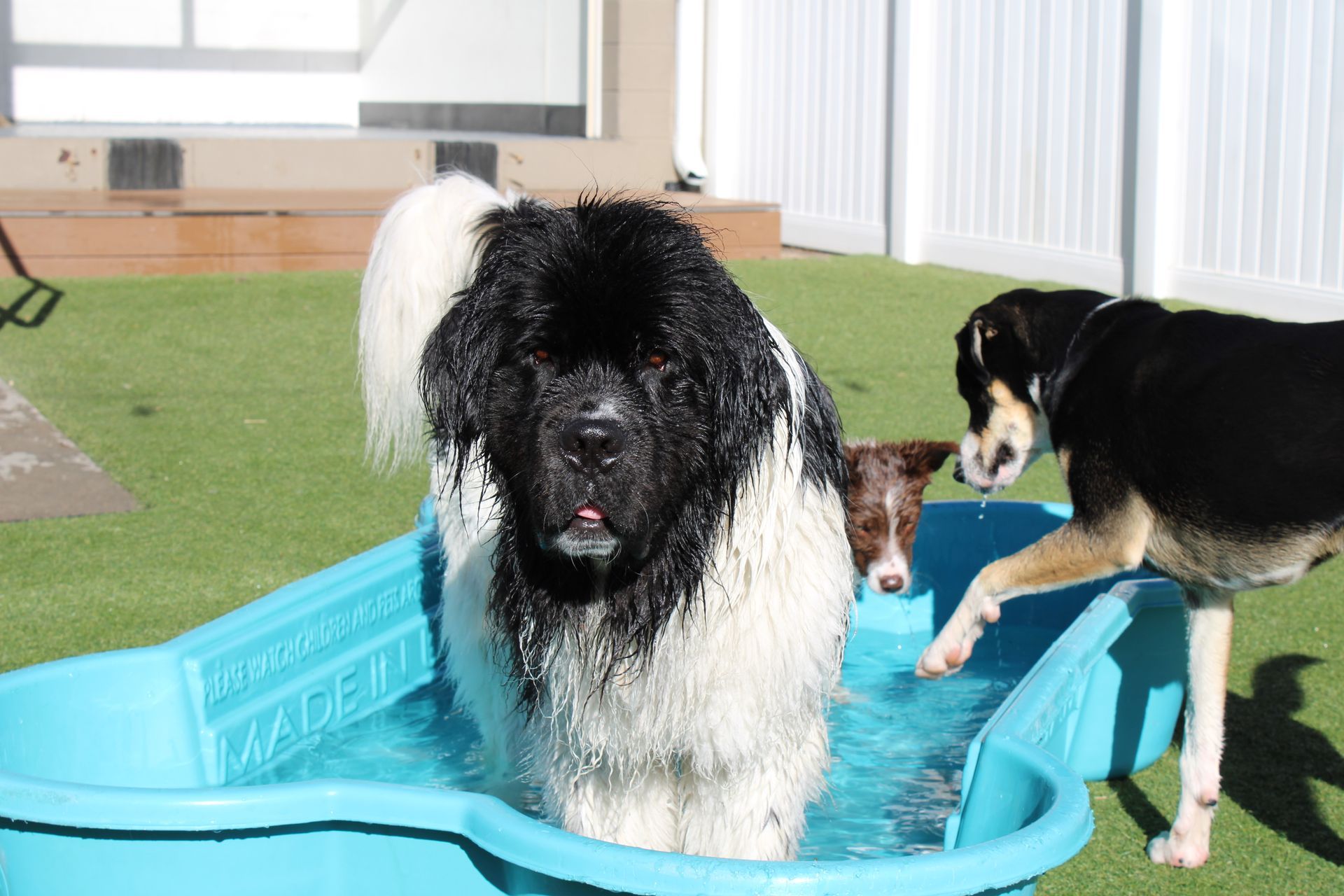 Newfoundland dog in a blue wading pool with two other dogs.