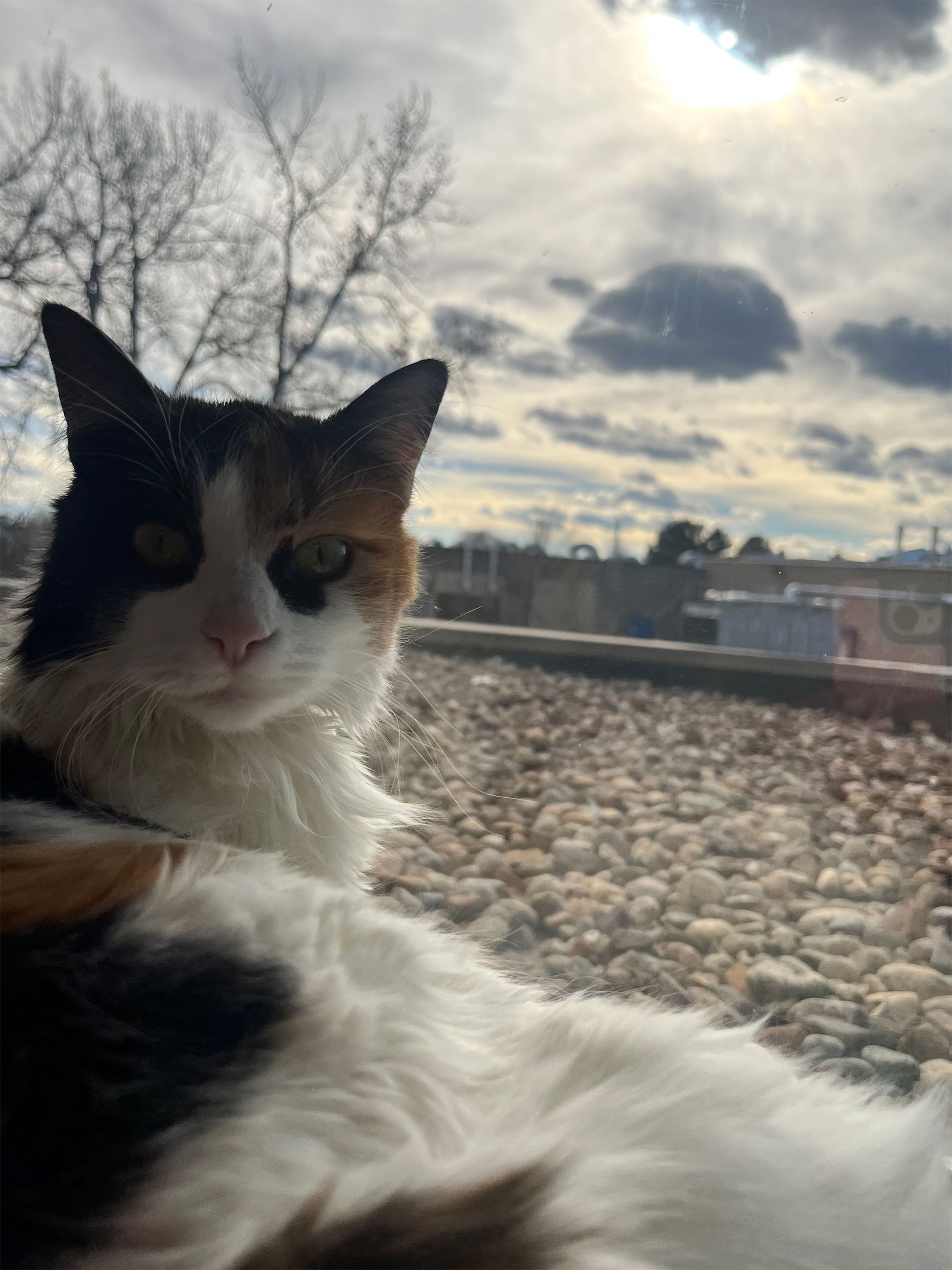 Calico cat lounging outdoors, gazing at the camera with cloudy sky background.