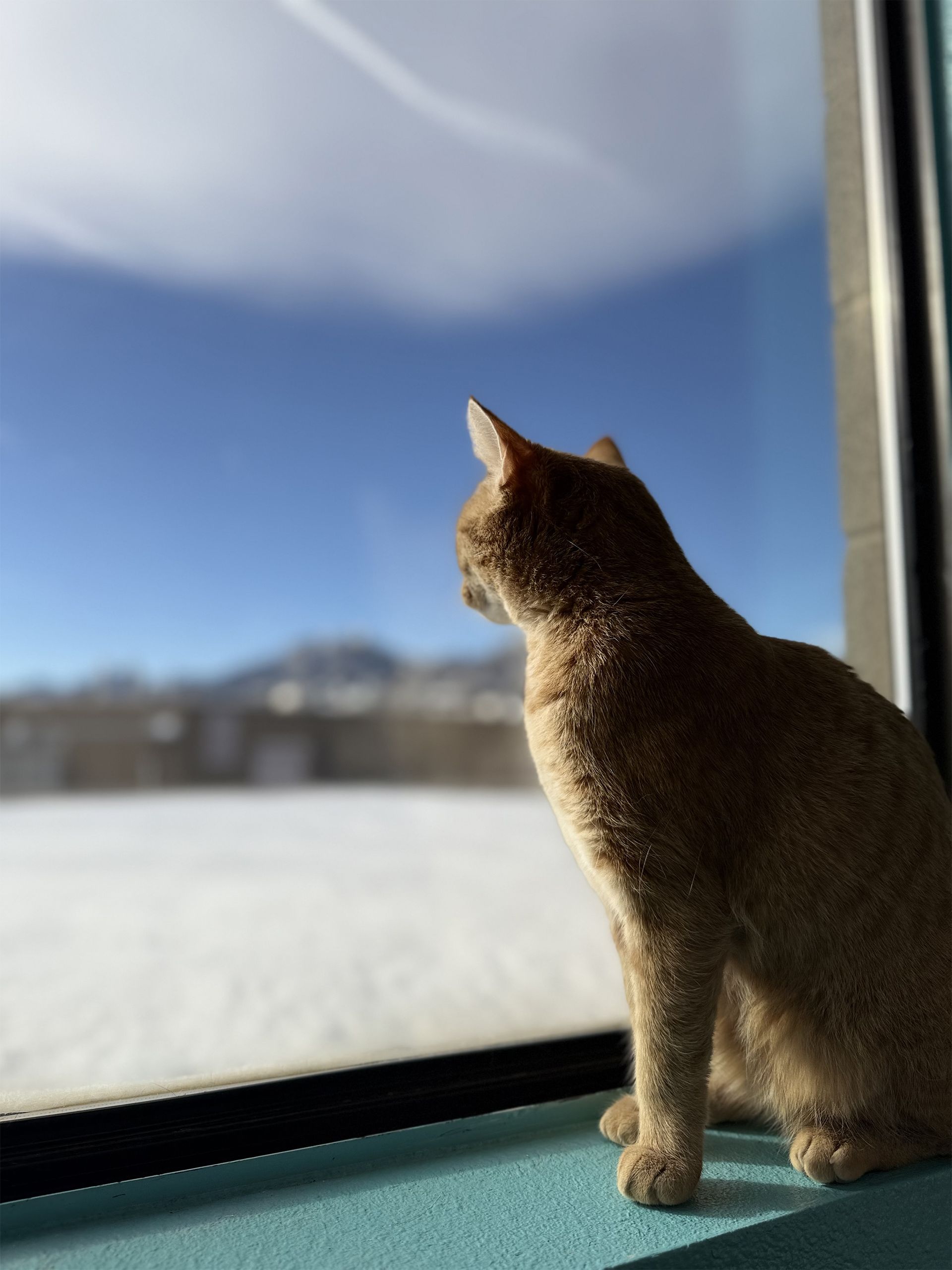 Orange cat looks out a window at a snowy landscape and blue sky.